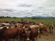 Or try some mustering yourself!